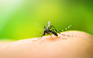 Combattere le zanzare all'origine